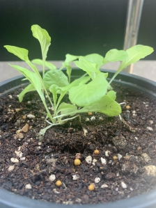 상추가 무럭무럭 자라고 있어요.?