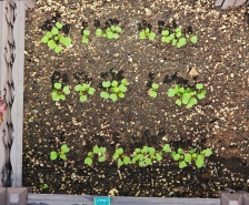 텃밭 새싹을 직접 재배해요