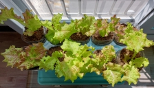 농작물 직접 재배 이용~상추