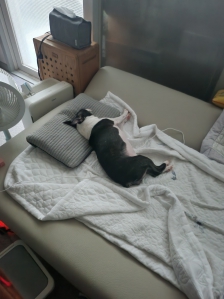 반려동물사진♡