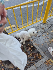 배변봉투 사용하기