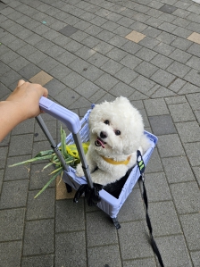 장바구니캐리어 이용하기 