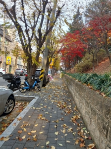 낙옆이  아름답다