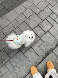 강아지와 함께 걷기