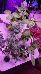 농작물직접재배