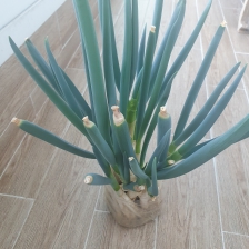 대파 뿌리 남겨서 키워요