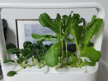 상추 틔움 재배