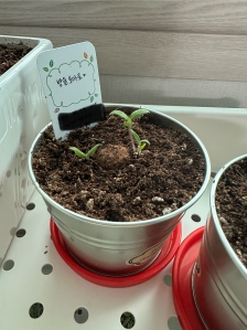 방울토마토키우기