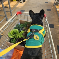 쌈채소 묘종 사왔습니다.