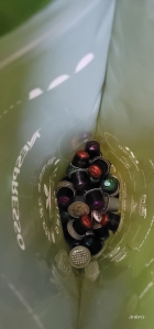 캡슐커피 모으고 있어요