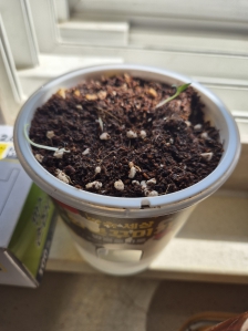 방울토마토키우기