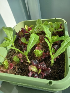 농작물직접재배