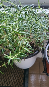 로즈마리 허브 키우기