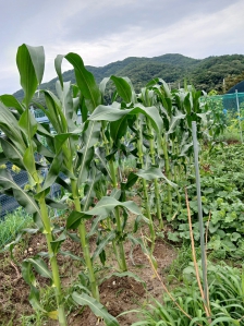 농작물직접재배 ? 도시농부