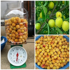 황매실 수확중 임돠