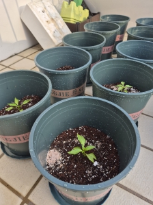 파프리카 키우기