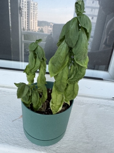 바질키워먹기중