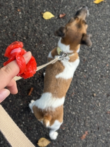 펫티켓을 지킵시다!