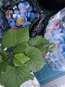 물만주면 좋은 식물