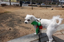 강아지 산책시 비닐봉투 생분해 사용