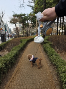 우리 강아지 산책길에 필수